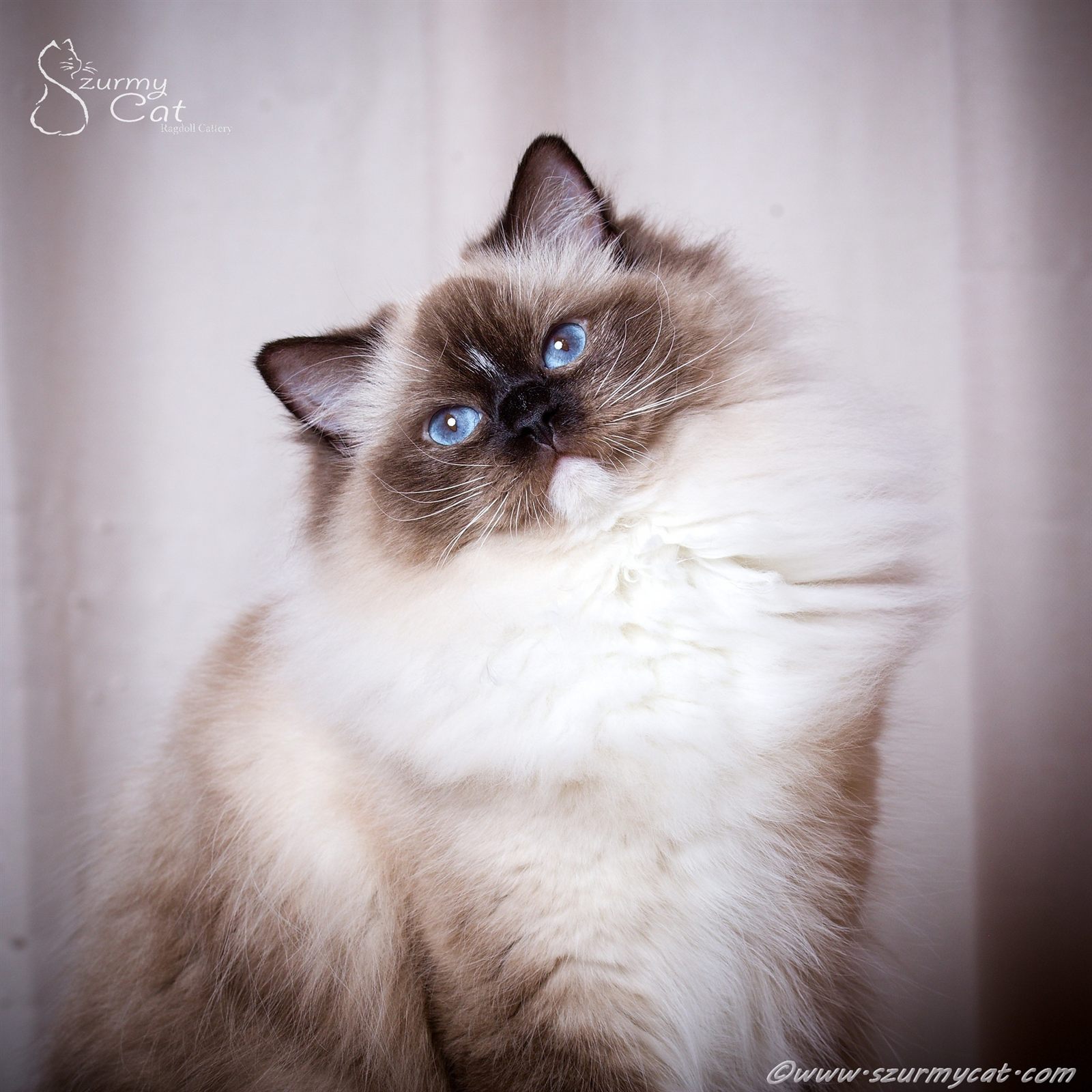Amallia Szurmy Cat