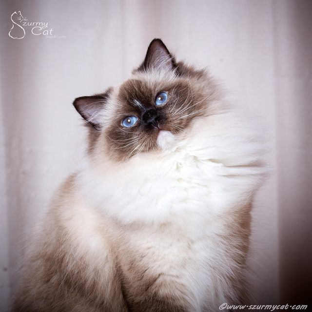 Amallia Szurmy Cat