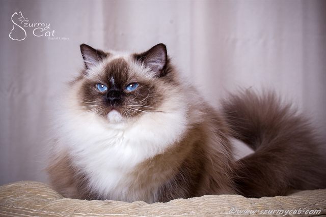 Amallia Szurmy Cat