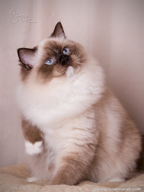 Amallia Szurmy Cat