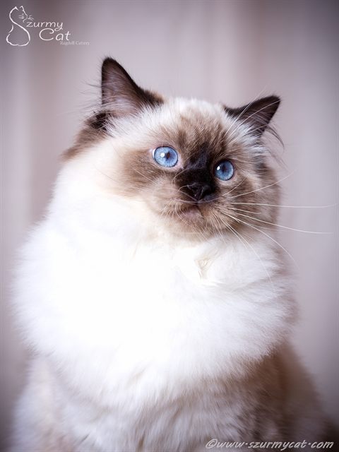 Bella Szurmy Cat