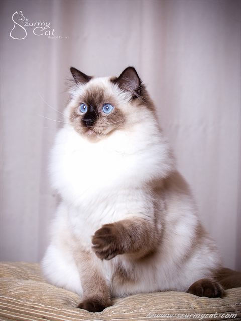 Bella Szurmy Cat