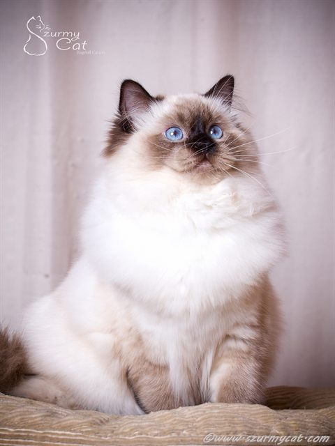 Bella Szurmy Cat