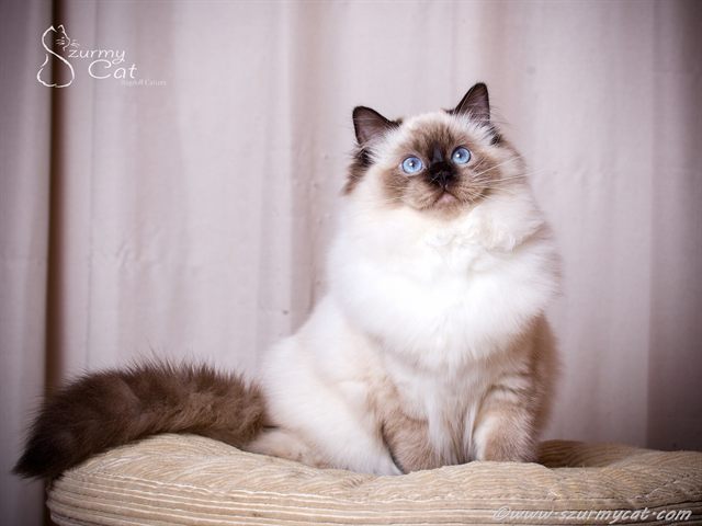 Bella Szurmy Cat