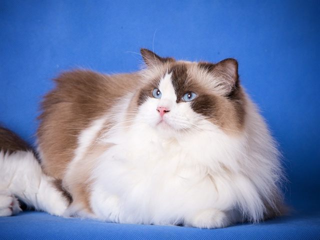 Darling Di Szurmy Cat