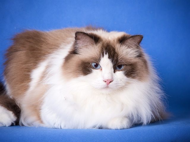 Darling Di Szurmy Cat