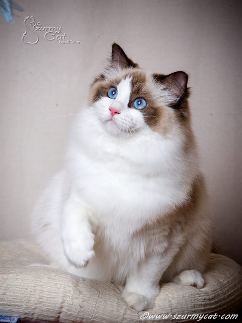 Darling Di Szurmy Cat
