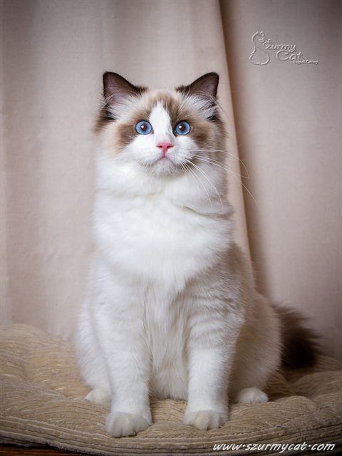 Darling Di Szurmy Cat