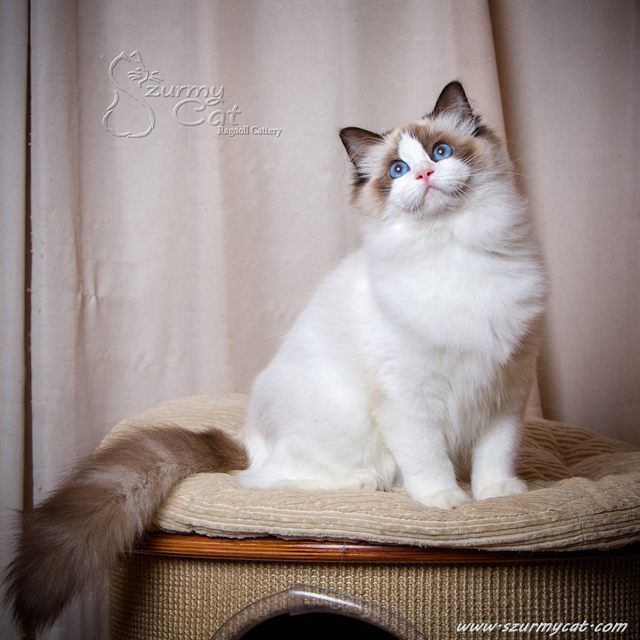 Ragdoll