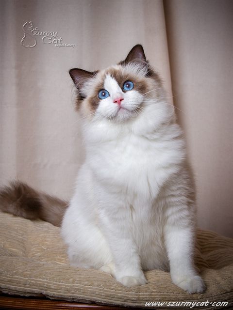 Darling Di Szurmy Cat