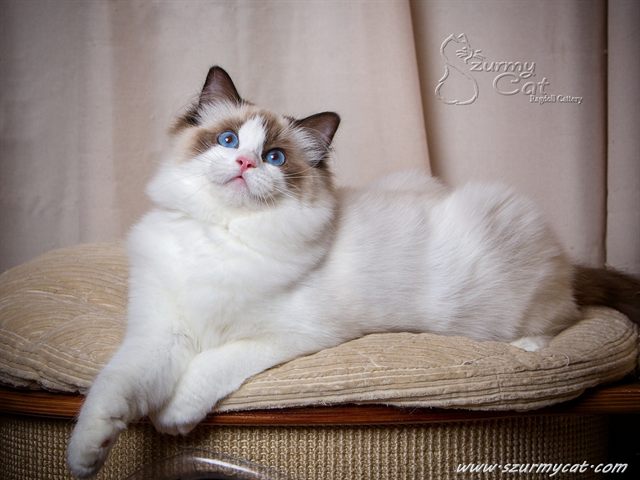 Darling Di Szurmy Cat