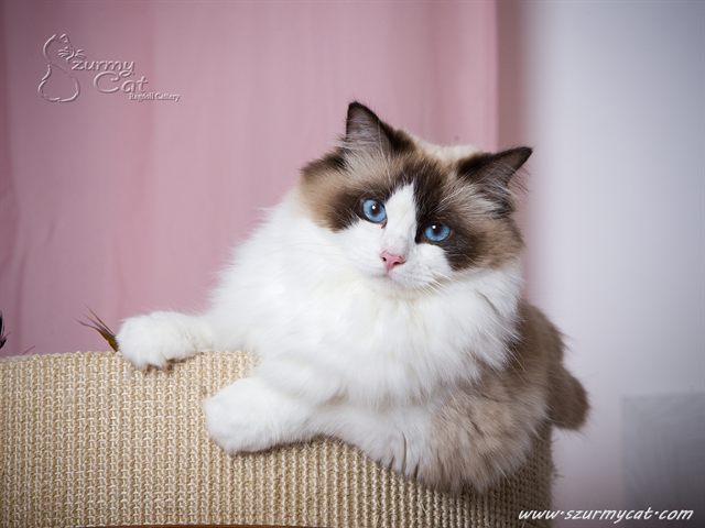 Darling Di Szurmy Cat