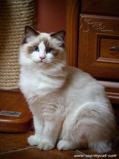 Darling Di Szurmy Cat