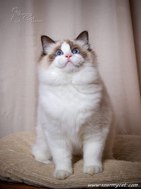Darling Di Szurmy Cat