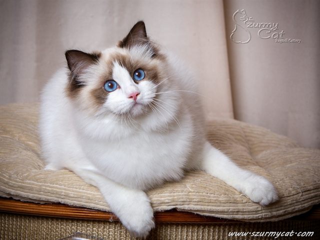 Darling Di Szurmy Cat