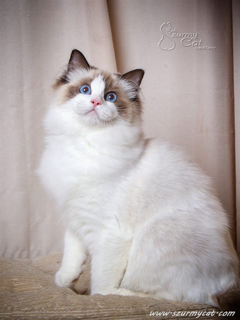 Darling Di Szurmy Cat