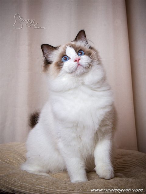 Darling Di Szurmy Cat