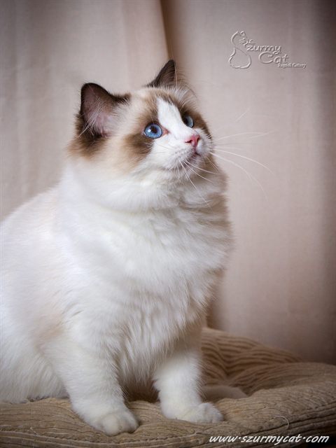 Darling Di Szurmy Cat