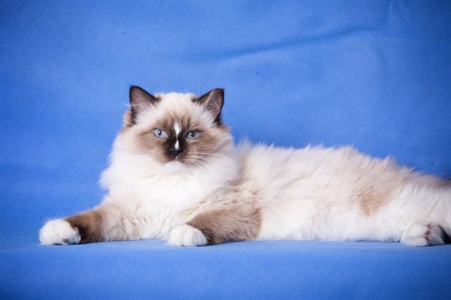 Quxi Szurmy Cat