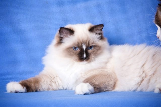 Quxi Szurmy Cat