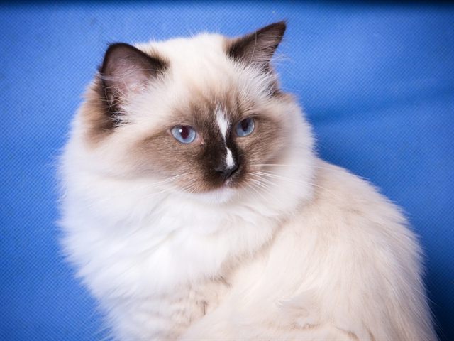 Quxi Szurmy Cat