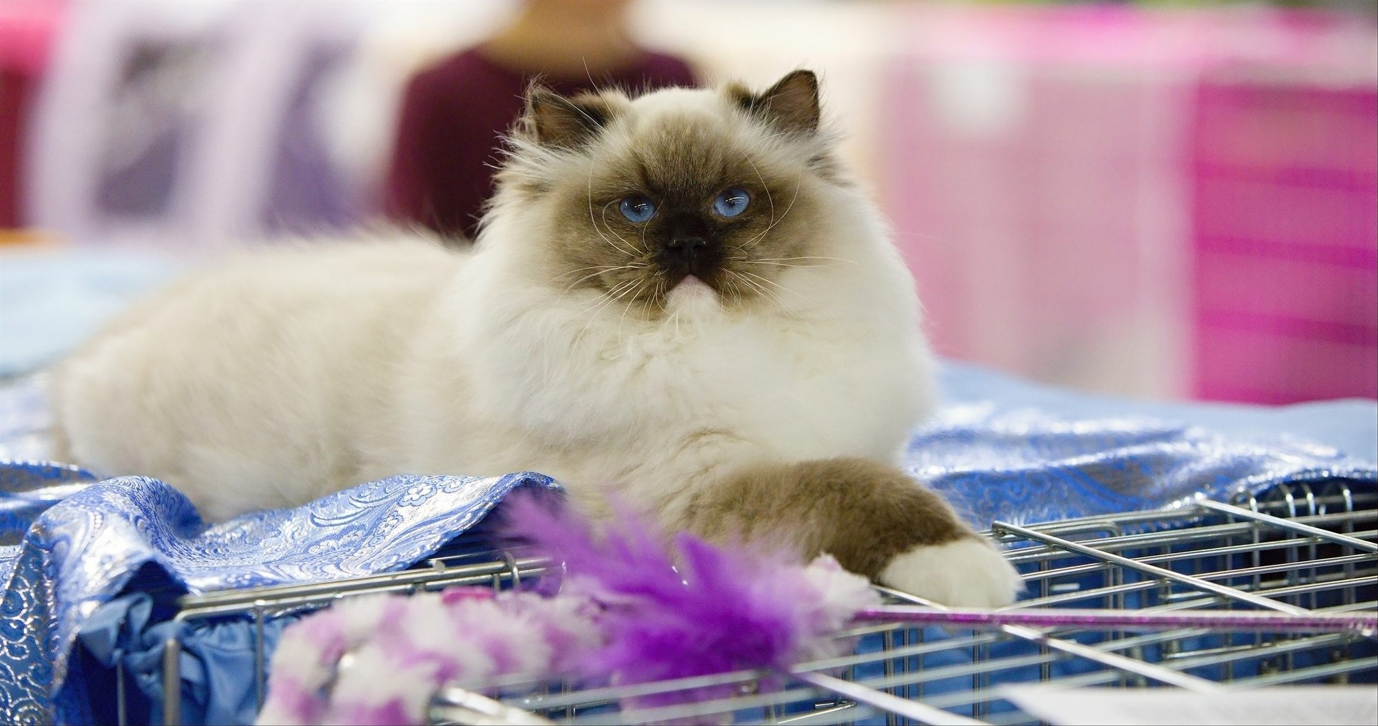 Ragdoll Szurmy Cat