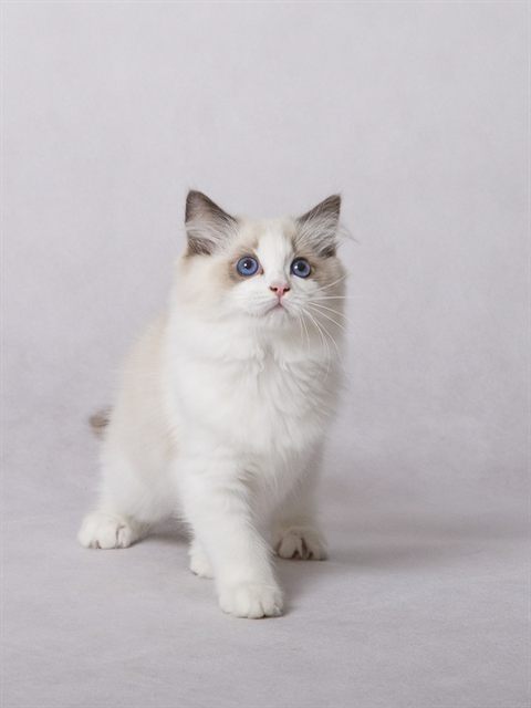Ume Sora Yuki