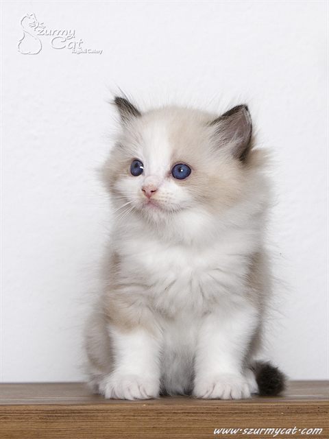 Vincent